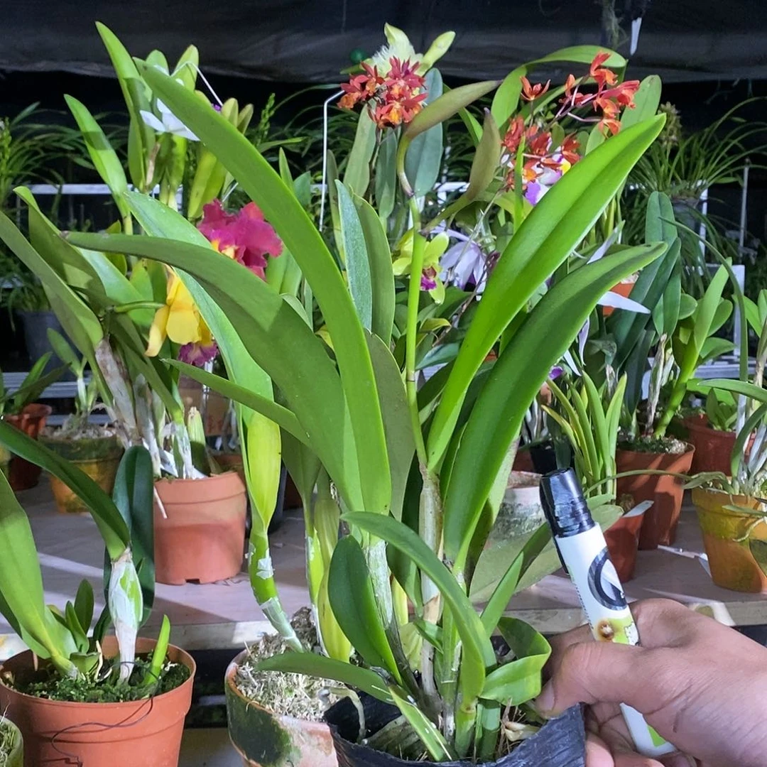 全部花苞无**雨热爱