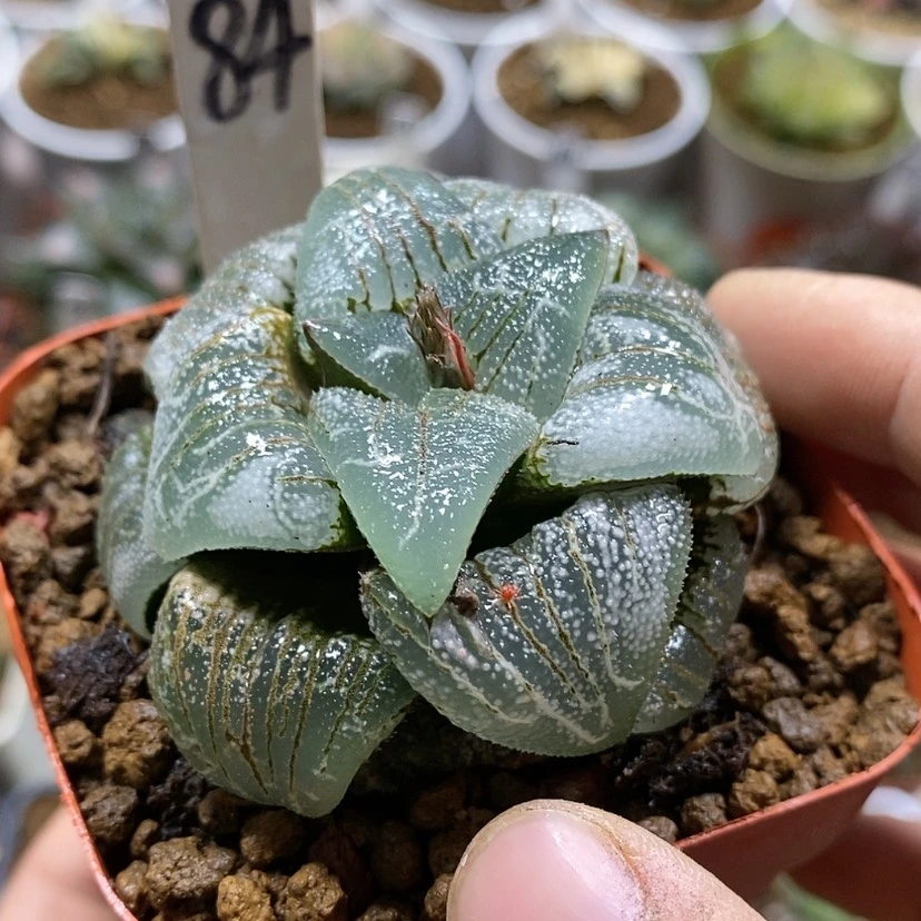 【闪购商品】84云遮月