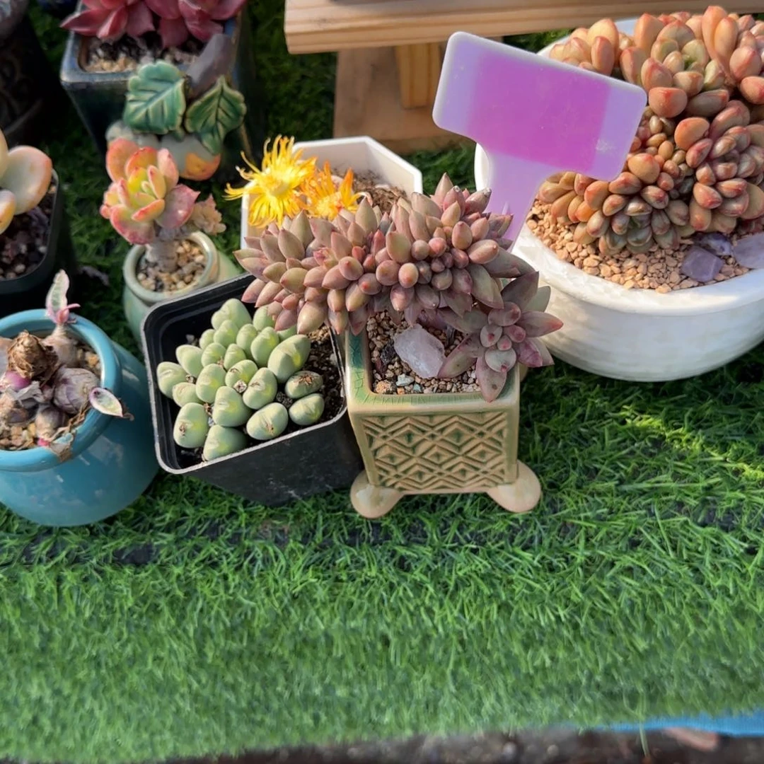 魚***多肉植物，虞美人，大鹏带土发货