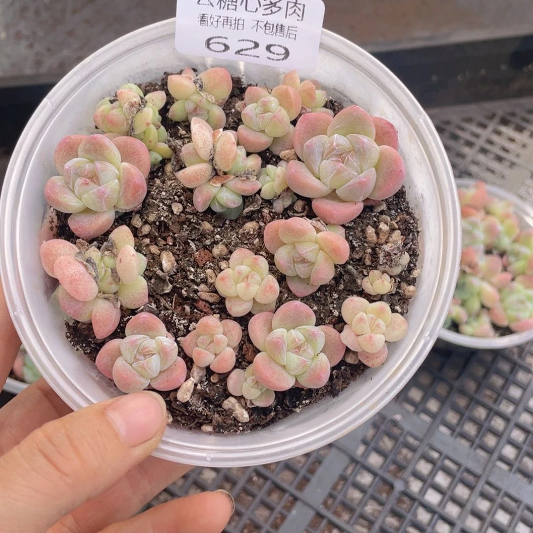 云糖心多肉植物629