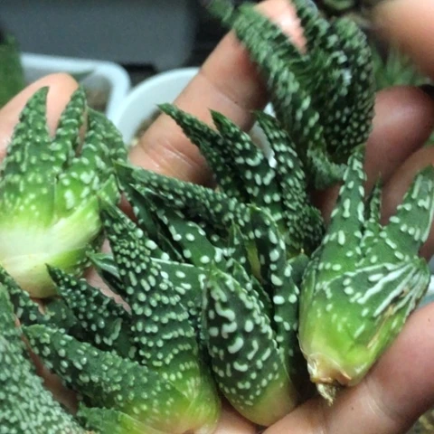 教****师哈哈哈哈哈哈哈哈哈哈哈哈