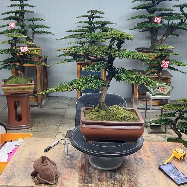 无花朵红芽珍珠罗汉松