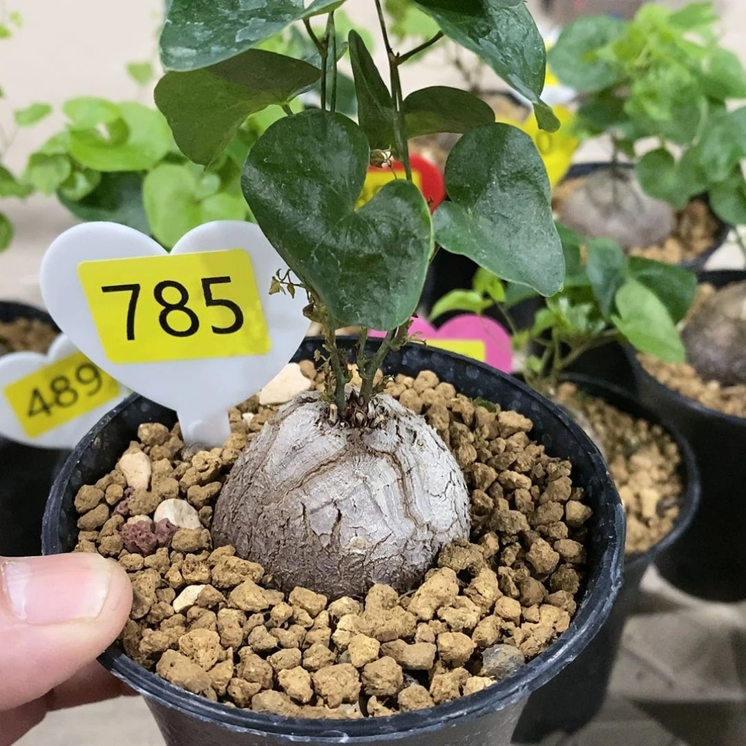 南非龟甲龙龟甲龙