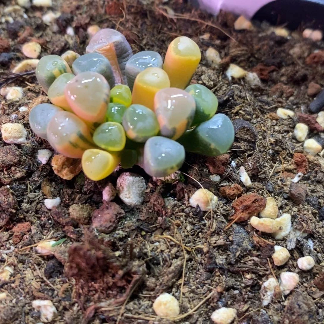 花*子花朵子 多肉植物