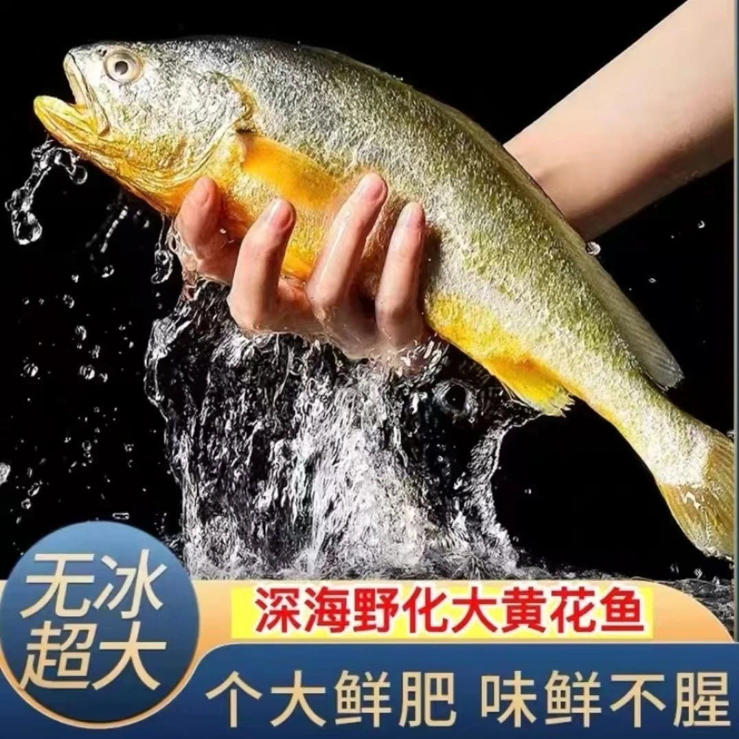 新鲜 大黄花鱼鲜活速冻 8-9两/条 发四条 青岛发货