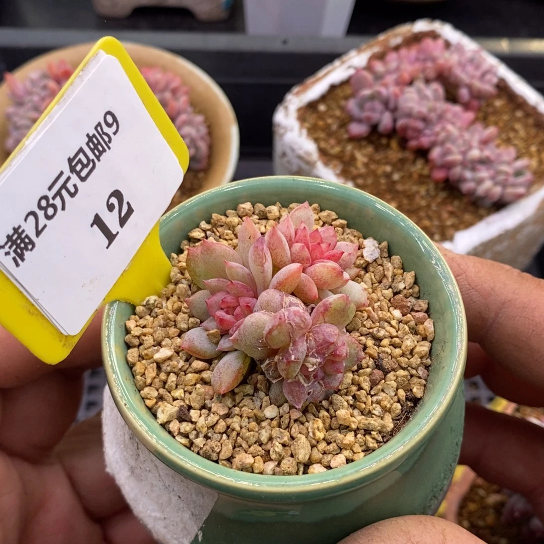 912金雀石化多肉植物