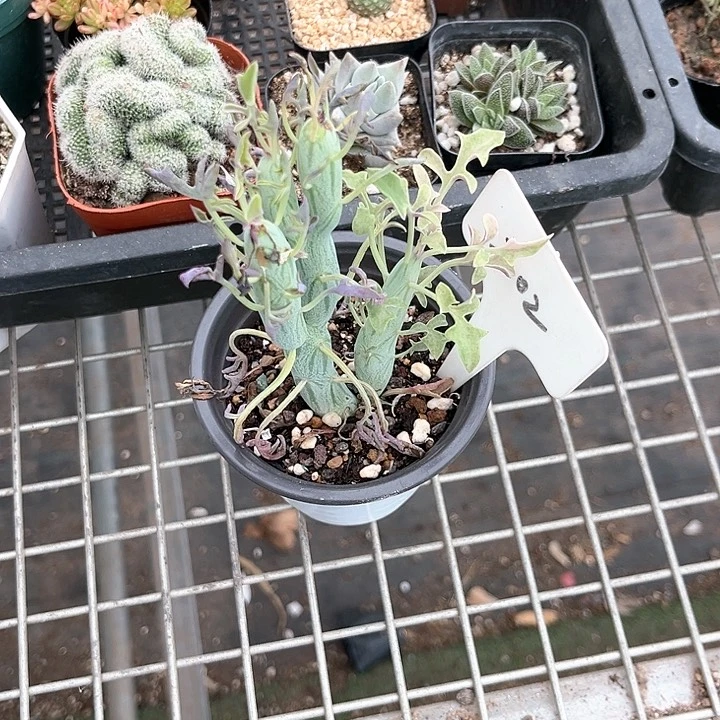 烦***头我也不知道我为什么会这么