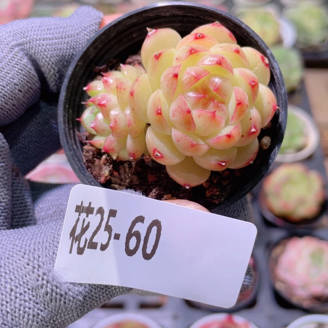 花利美25-60海王