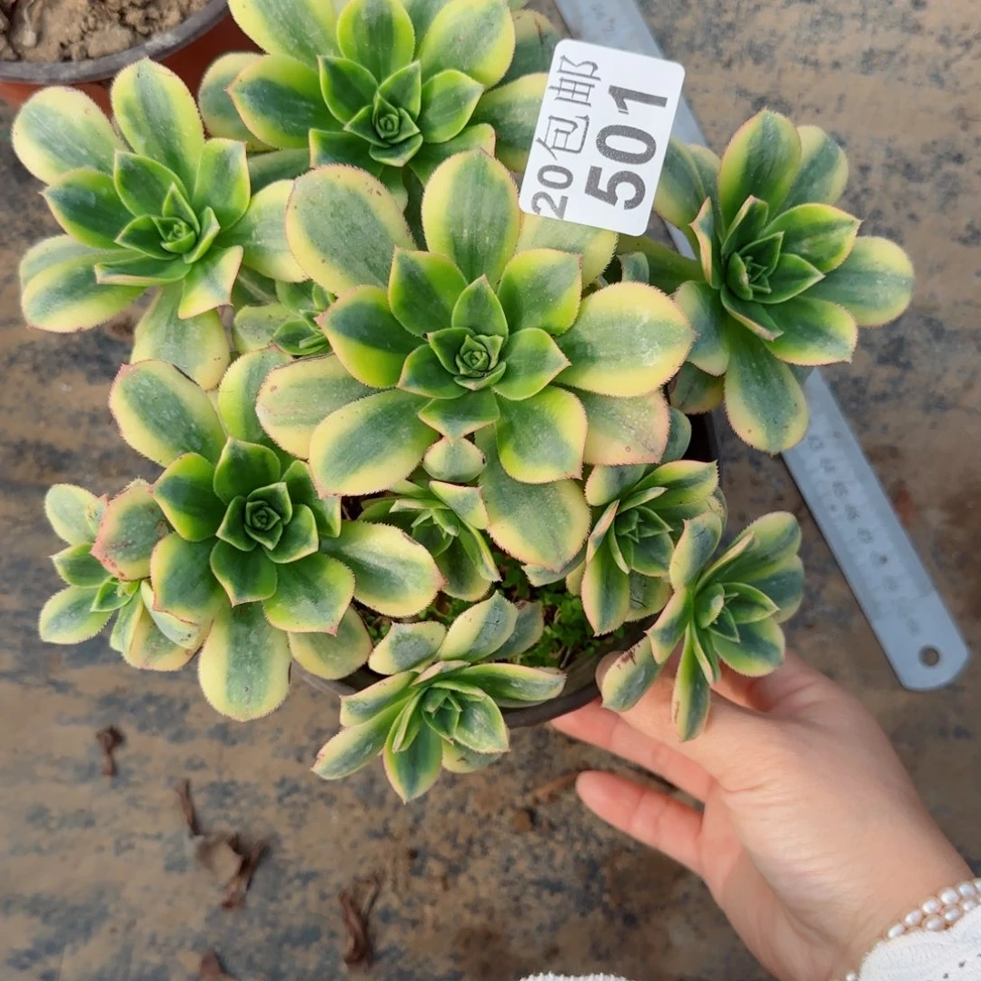 星爆501满20包邮断枝不包