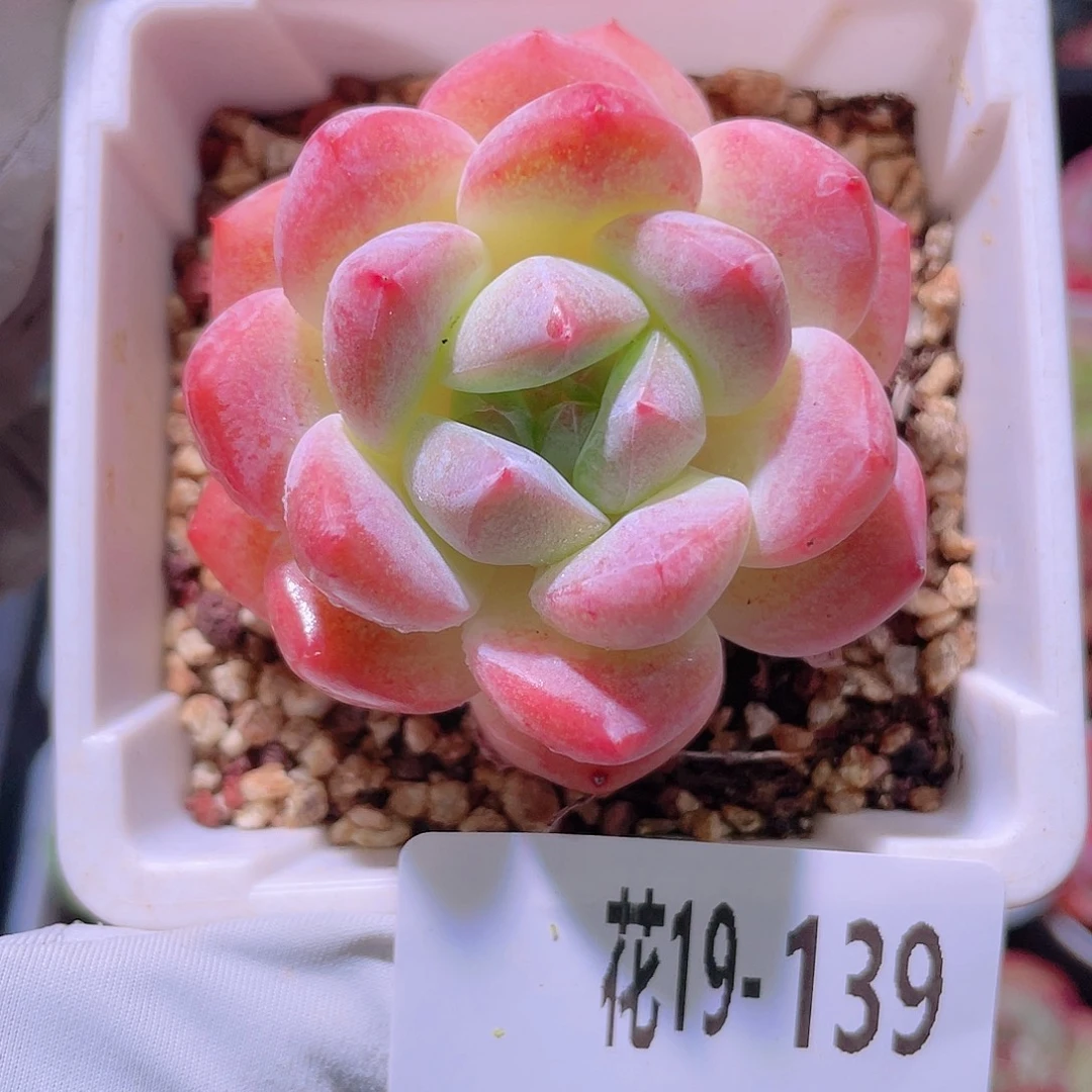 花利美19-139刚毅