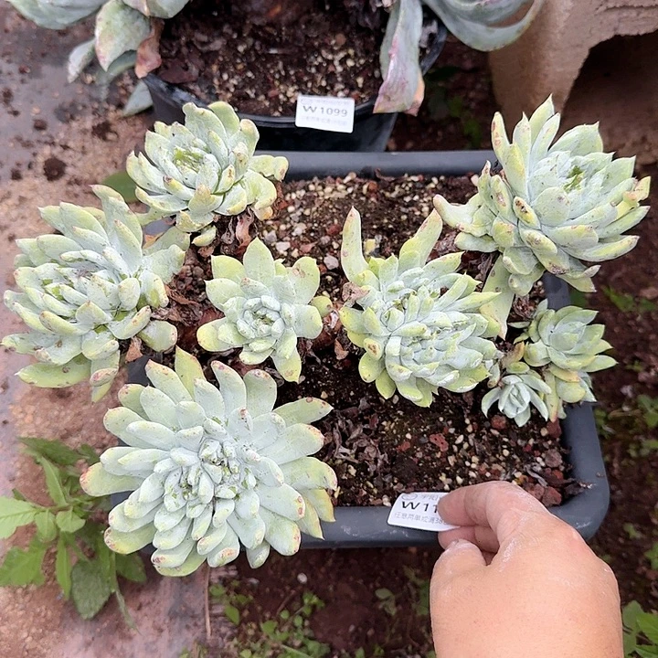 半***紗1101瑕疵帕翠啥多肉