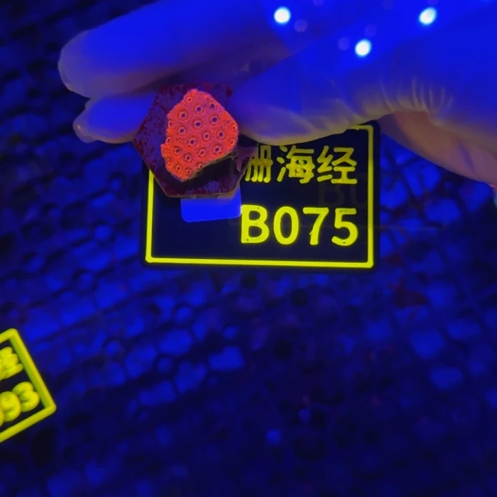 纽扣珊瑚阳*晓晓澳彩单包B075