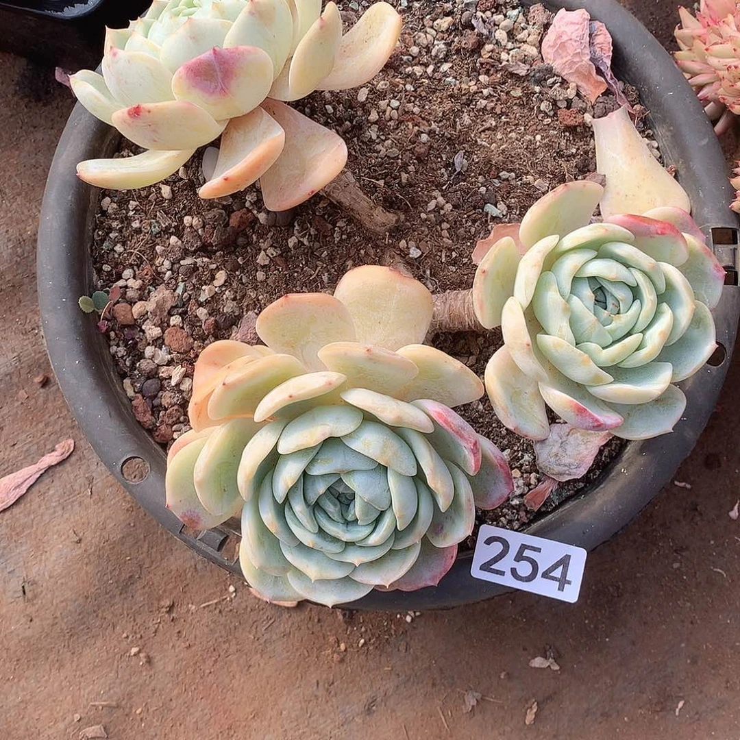 254 一物一拍多肉！