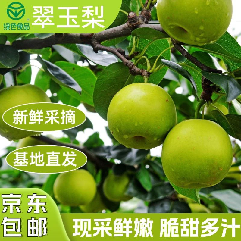 芳芳源 本地翠玉梨 新鲜采摘 基地直发