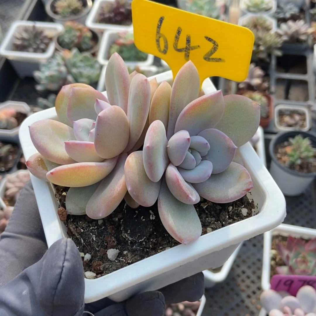 642奶茶多肉植物多肉