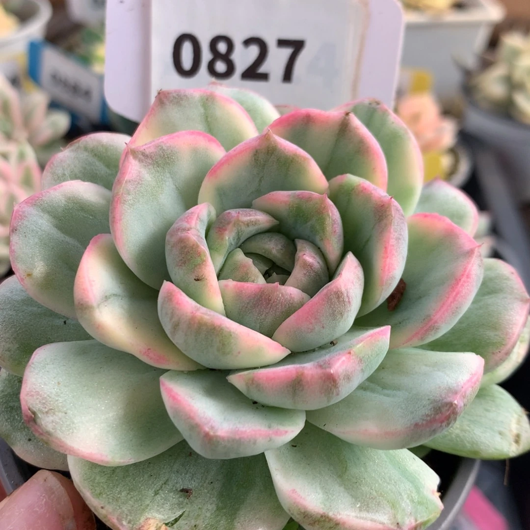 827红心哈哈哈哈哈哈哈哈