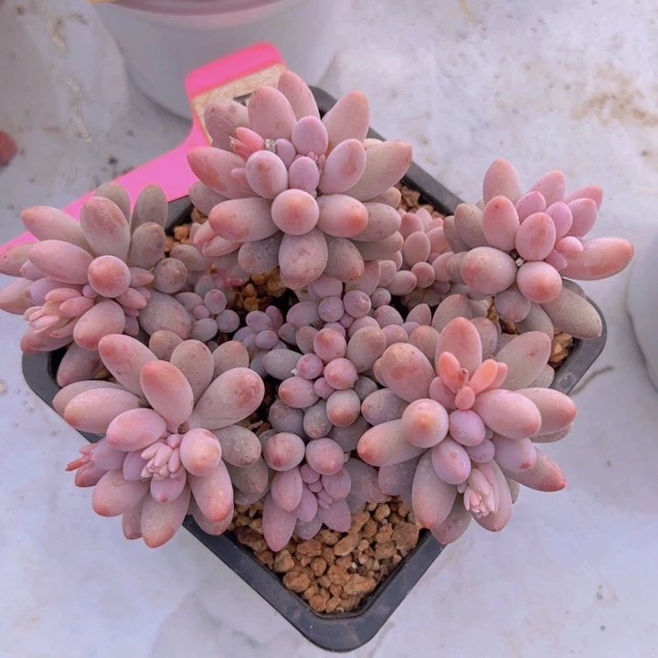 健健康康平平安安