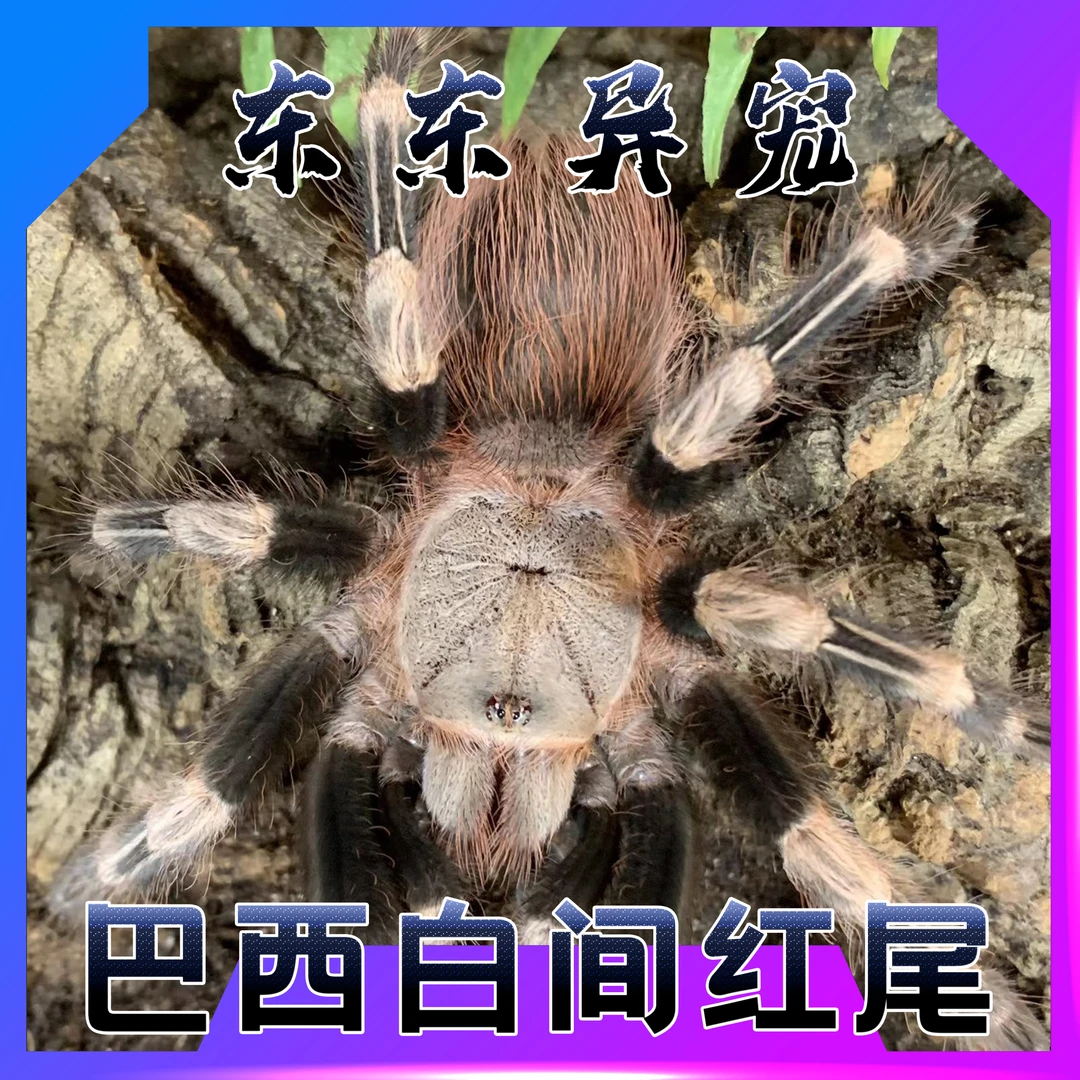 【东东】巴西白间红尾蜘蛛漂亮可上手适合新手温顺宠物稀有收藏简单