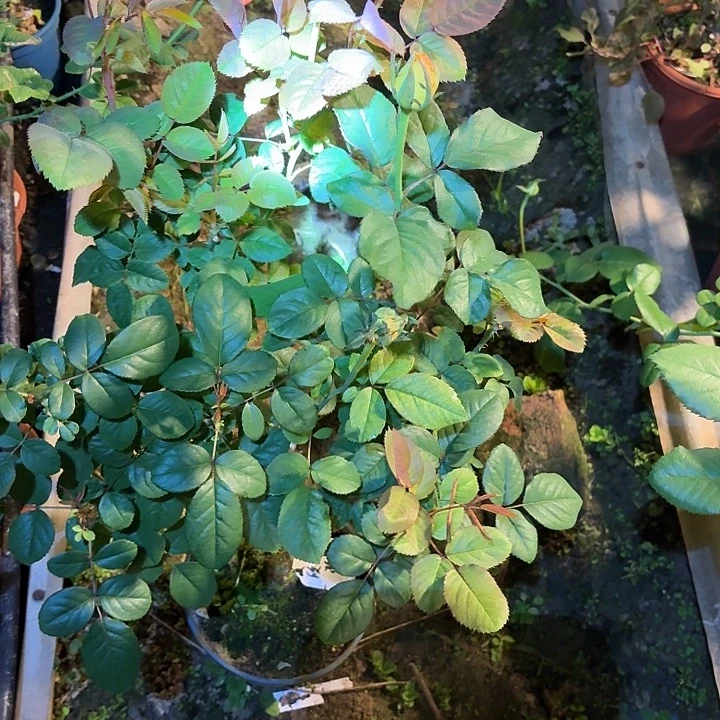 无花朵欣喜漩涡一加仑