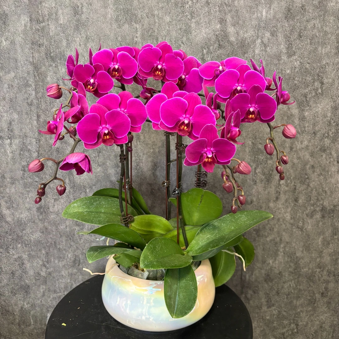 【小辣椒】蝴蝶兰 鲜花绿植  好养花期长 送礼装饰 室内观赏花