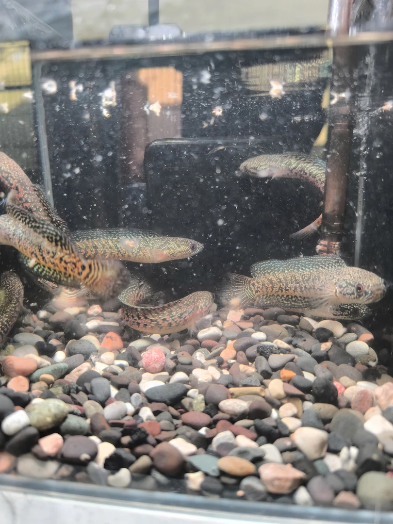 A豪在玩雷龙直播专用链接私拍发饲料