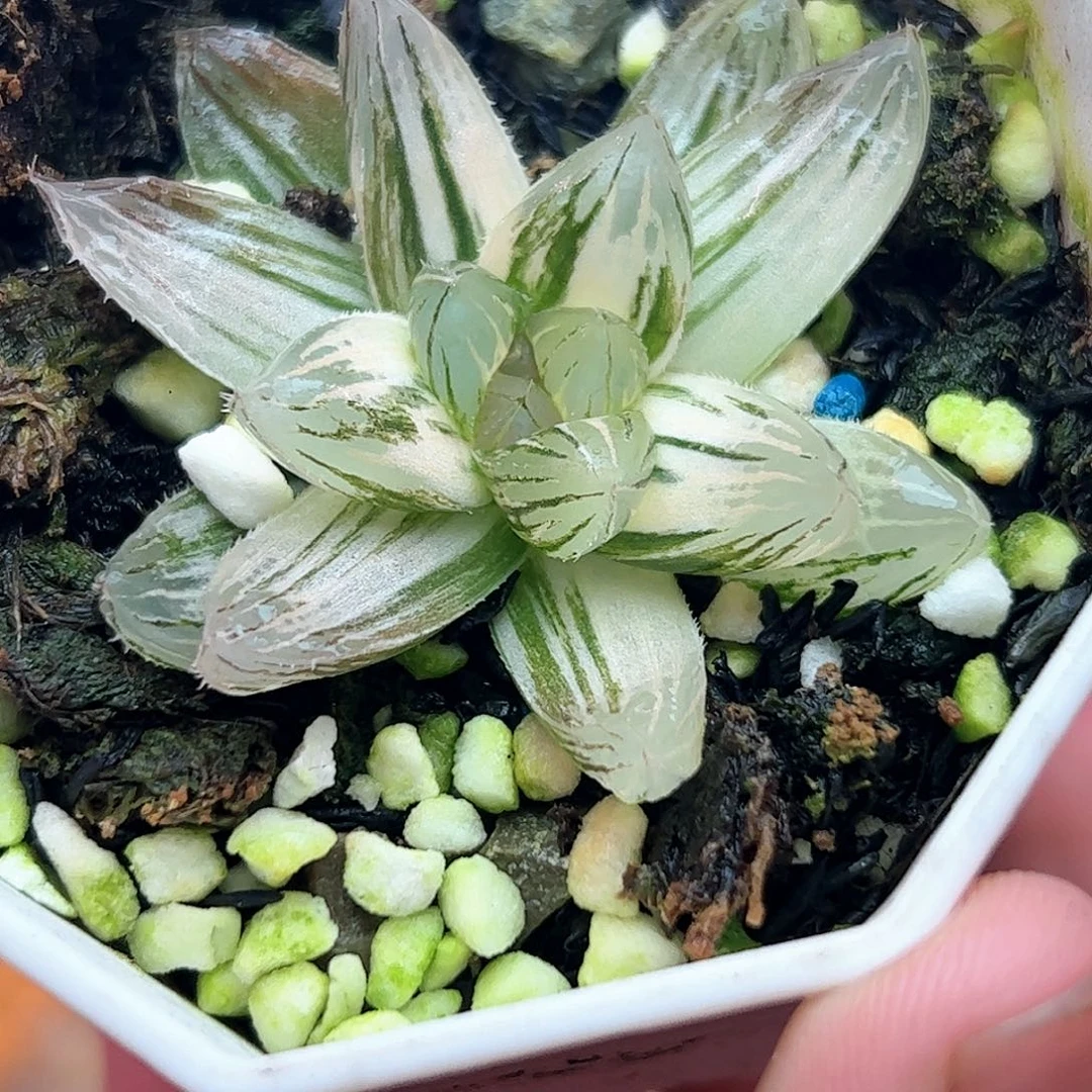 霓虹灯锦十二卷多肉植物