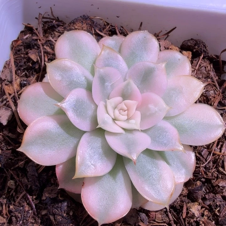 佩尔锦多肉植物一物一拍