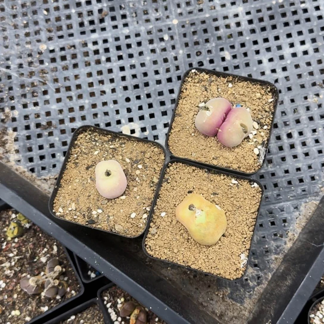 无花朵?*棠多肉植物多肉植物