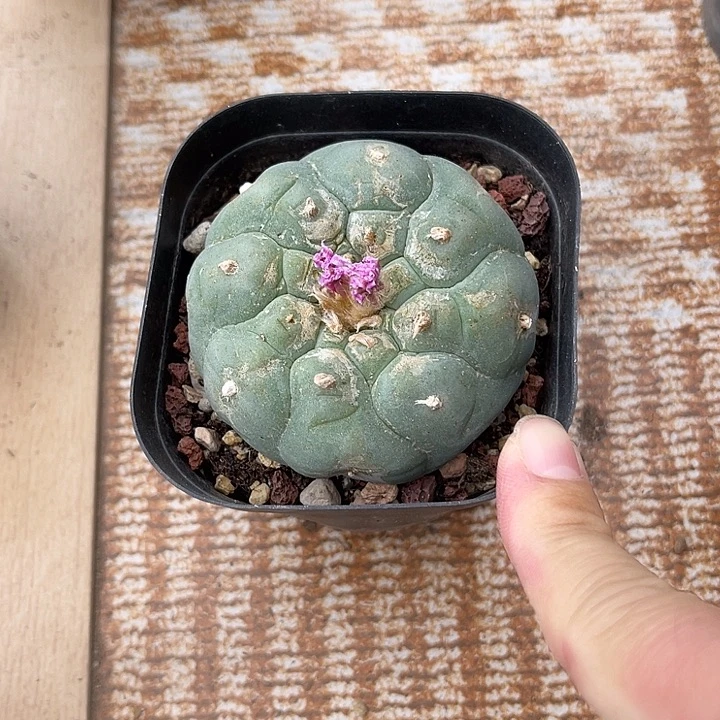 无花朵龟甲鱼一物一拍