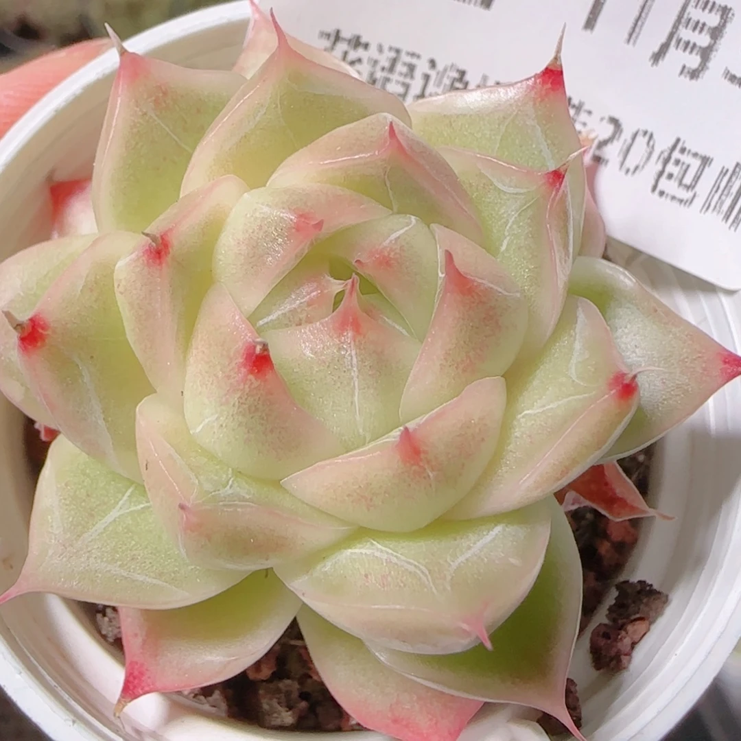 花语逸镜1103-212