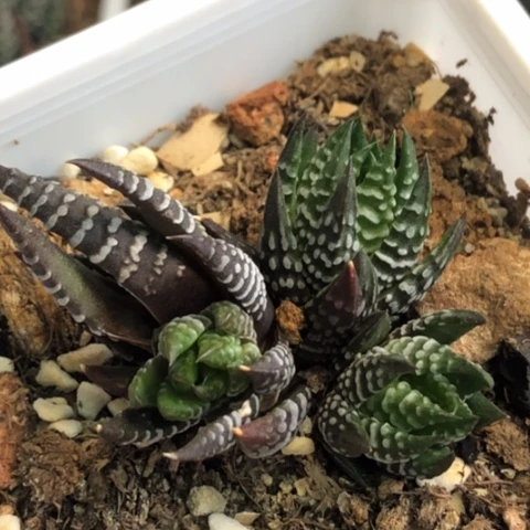 瓦维十二底座带3侧牙带盆发货