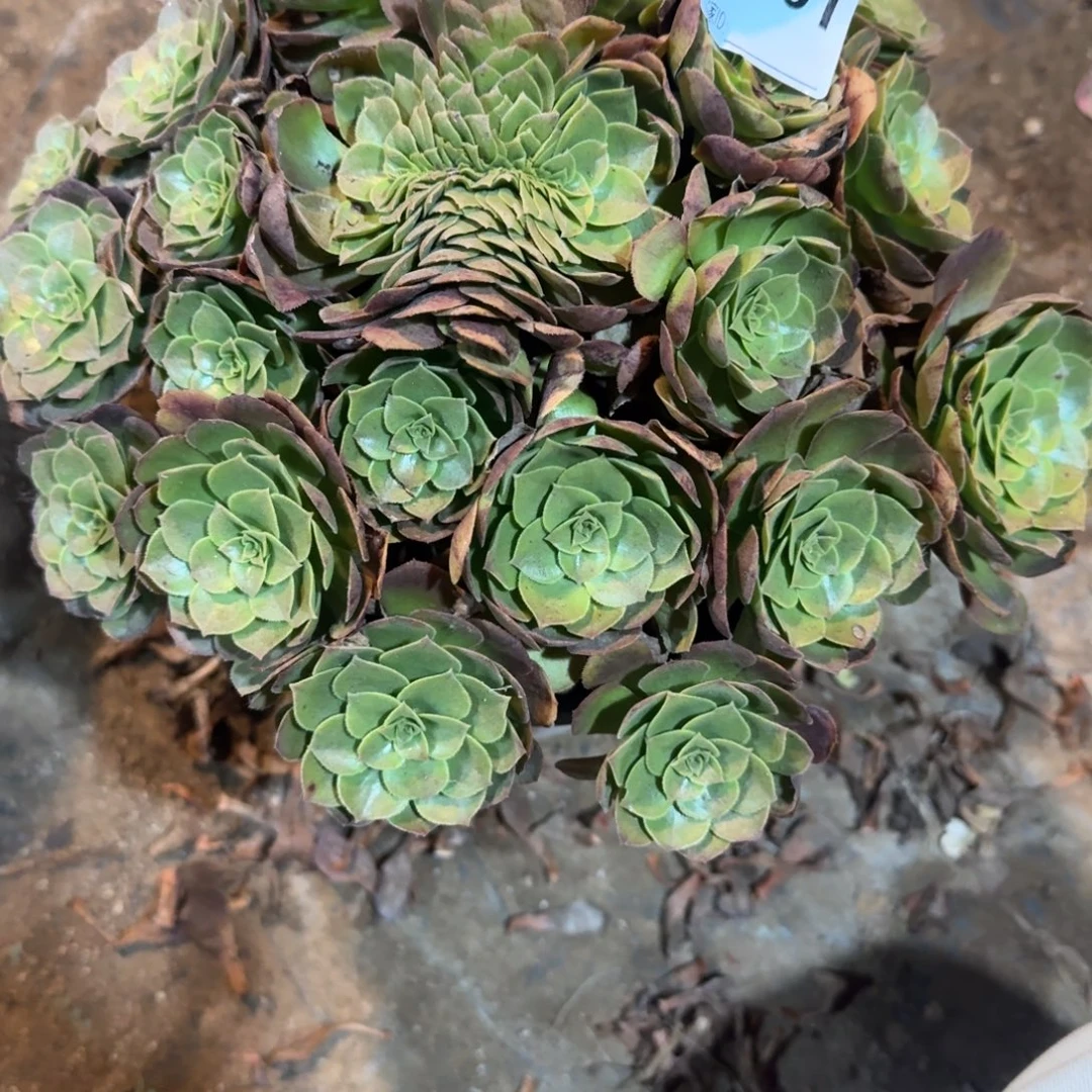 麽***哒万圣节一物一拍651