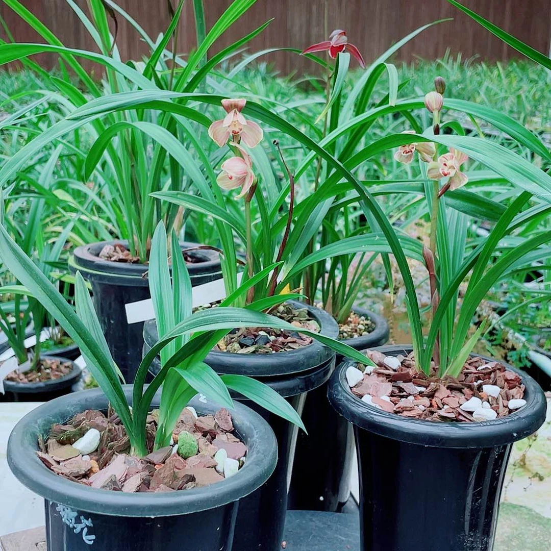 特***城完全开放一物一漂亮开花