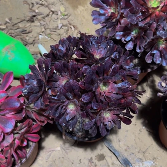 黑铜壶绣球9.9多肉植物