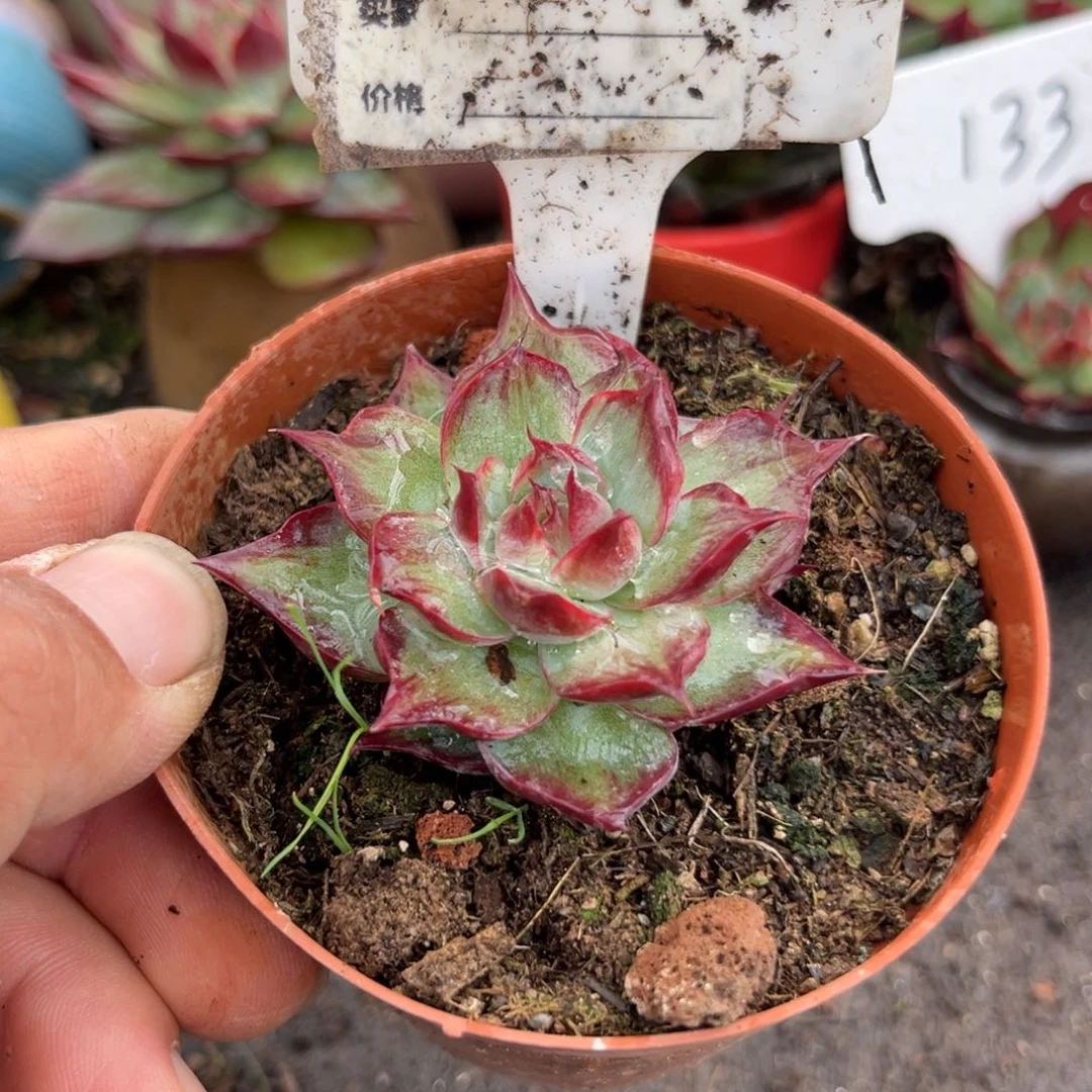 惊鸿仙子多肉植物900