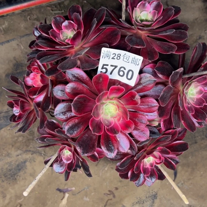 5760婚纱有干巴不包损多肉