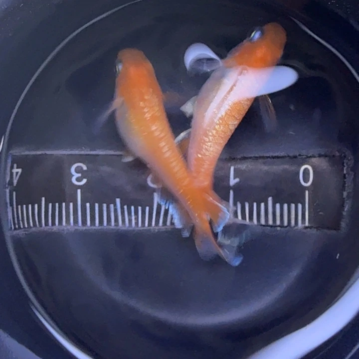 青鳉鱼林血赤壁10号
