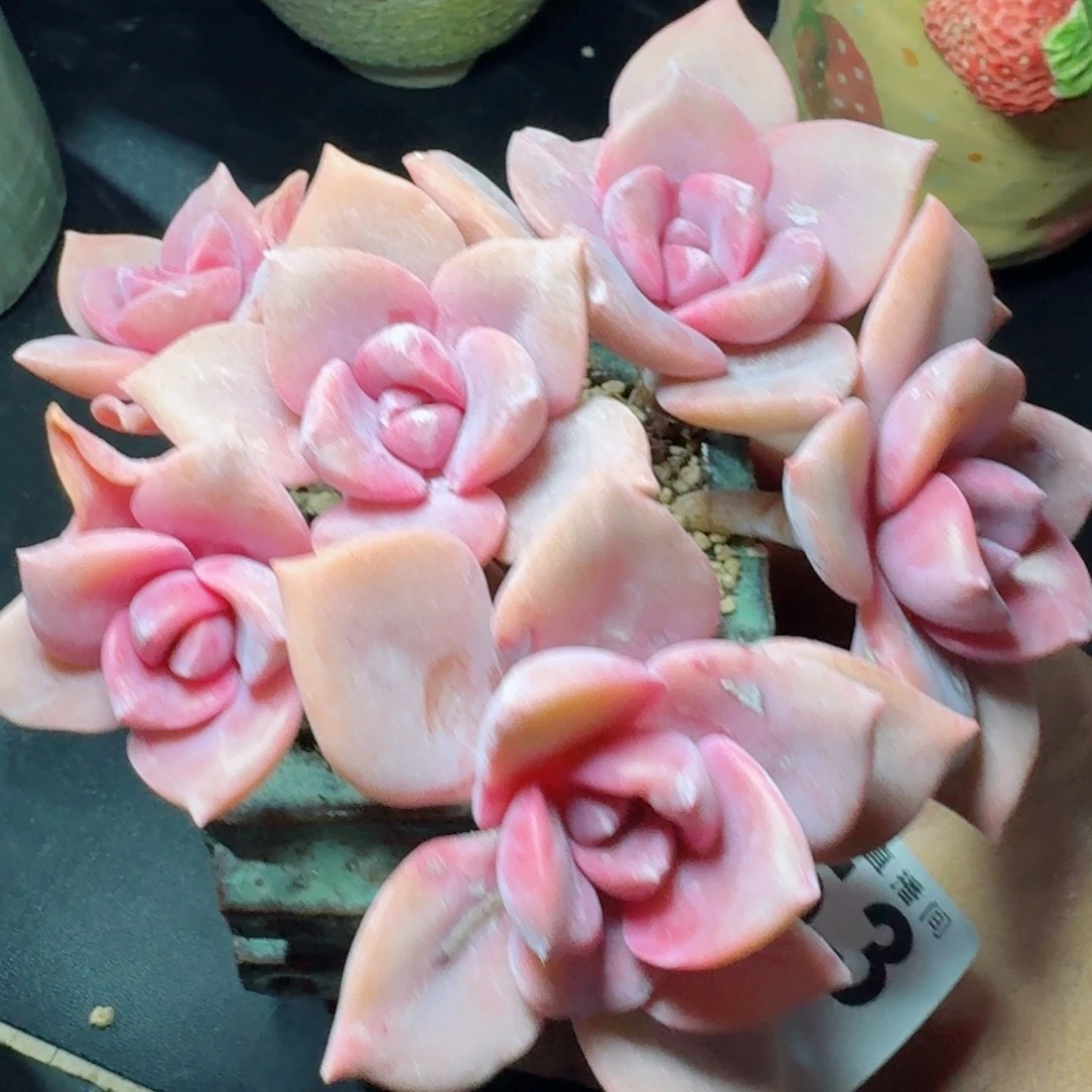 彩虹糖群生      愿你一路坦途，乘风破浪展宏图