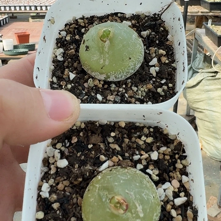 老马生石花2.9灯泡2927