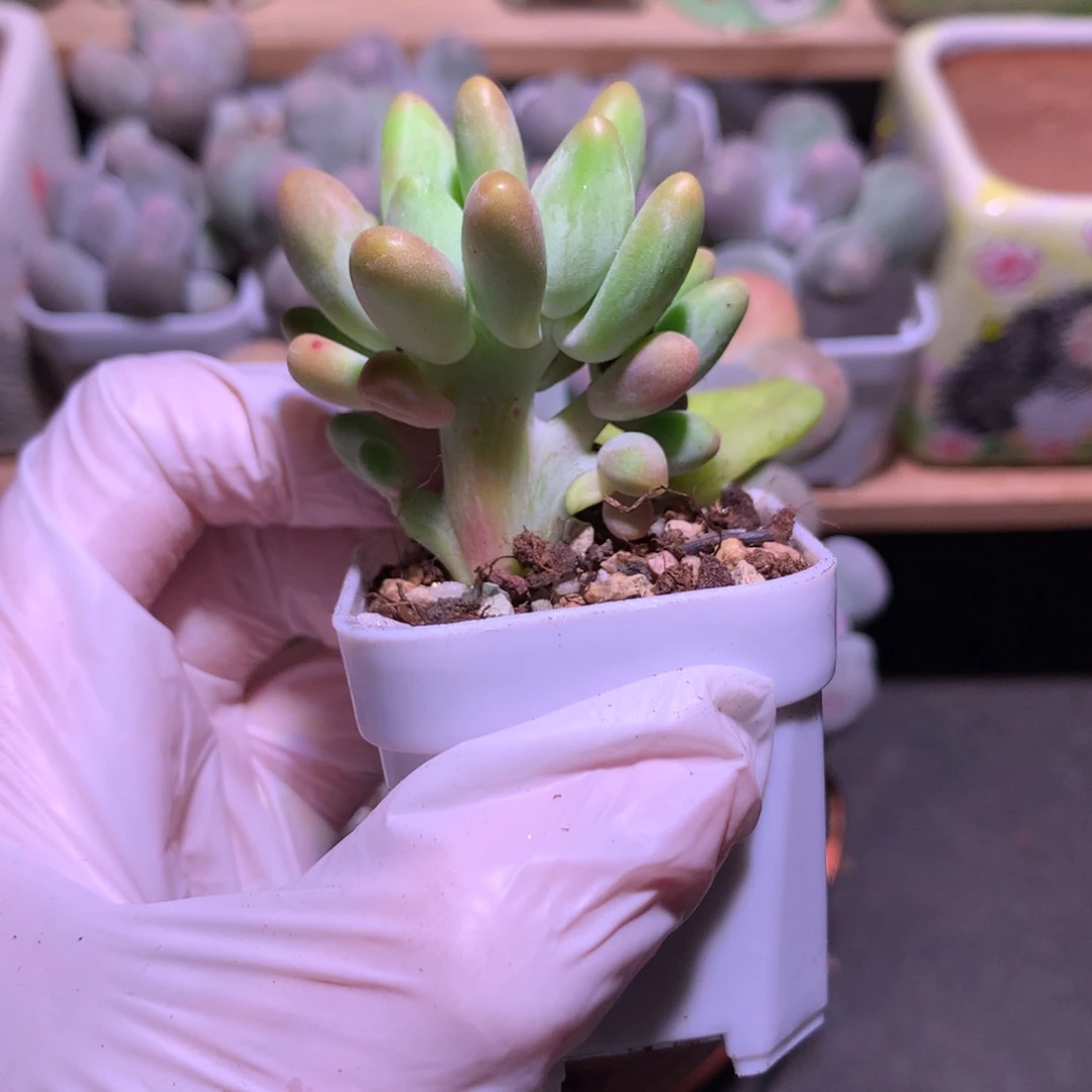 芒果奶酪多肉板子芒果奶
