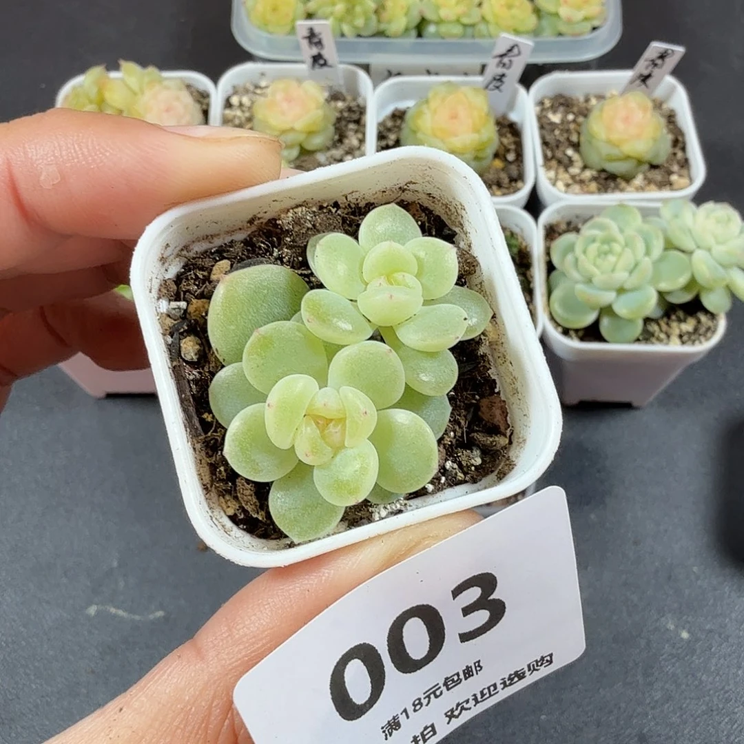 双头奶油财富一物一拍003