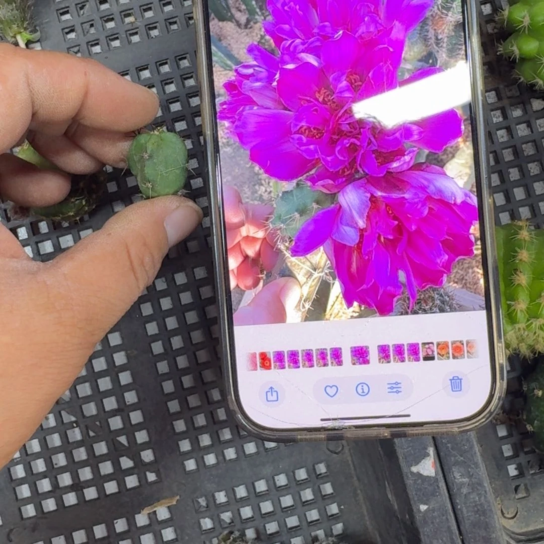 228美花角无根侧牙小一个，20包邮