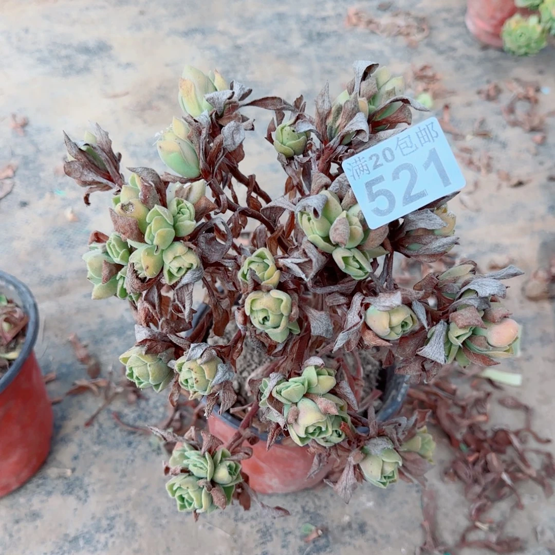 冰绒521满20包邮断枝不包瑕疵