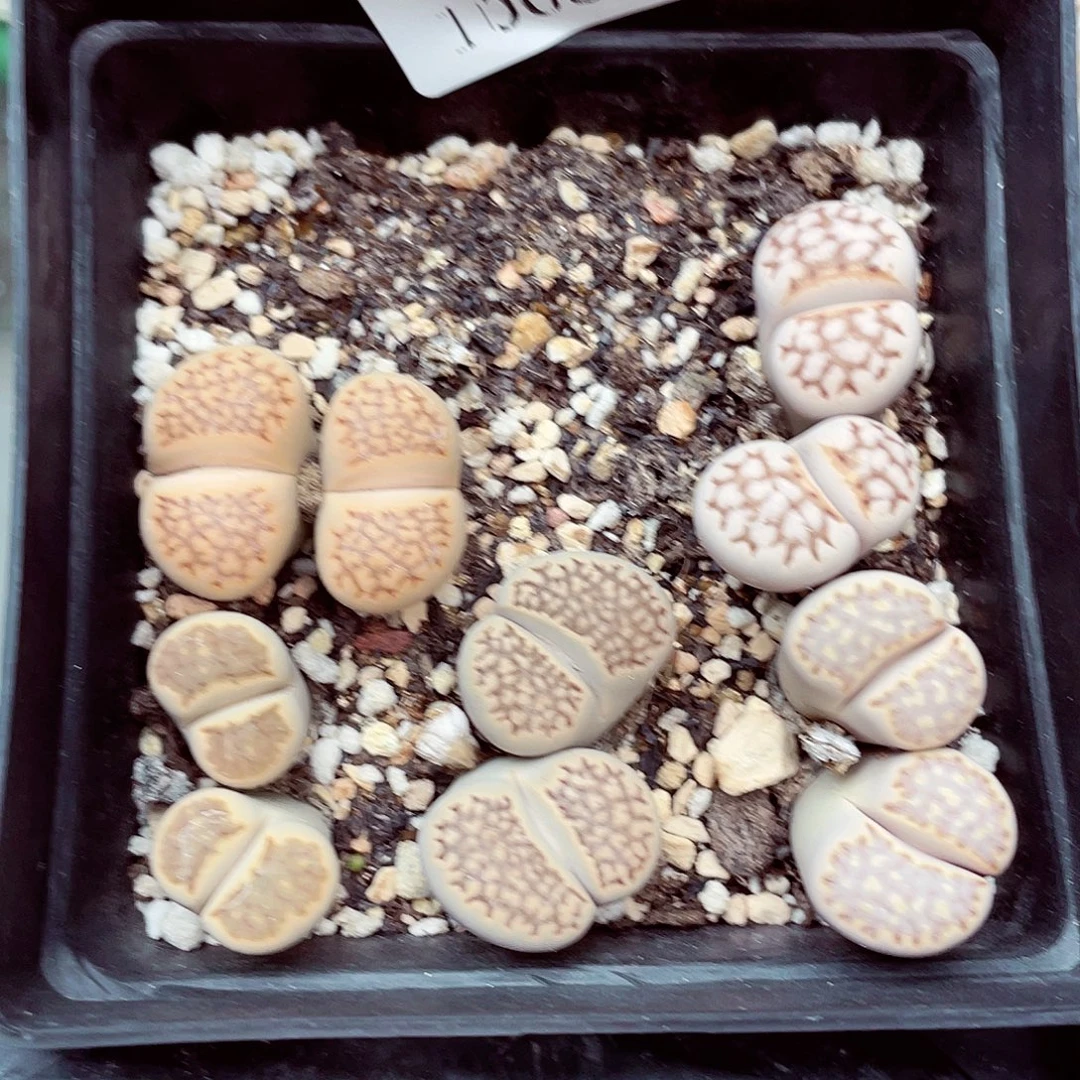 生石花满18包邮1008-83