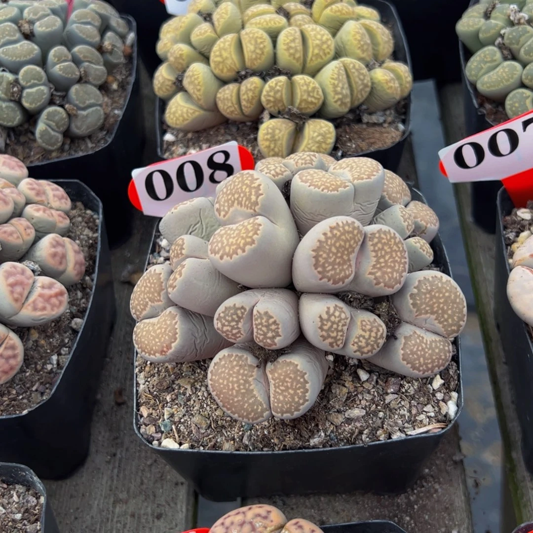 008 生石花大群生大群生