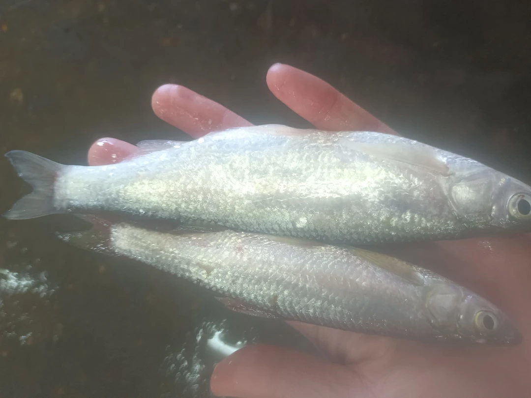 东北野生青鳞子鱼学名白鲦5斤，冷冻发货，包邮到家，新鲜美味