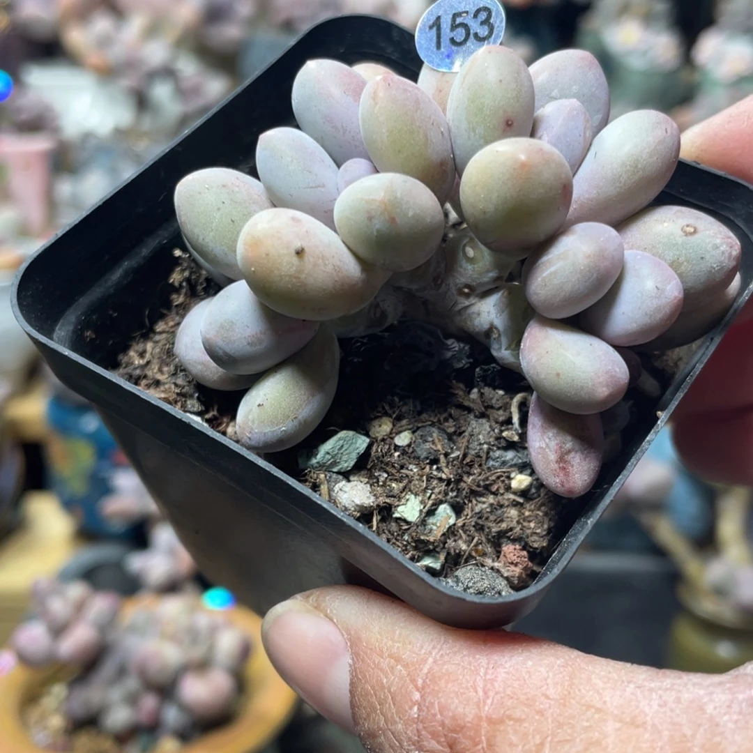 紫恩奶酪多肉植物福利