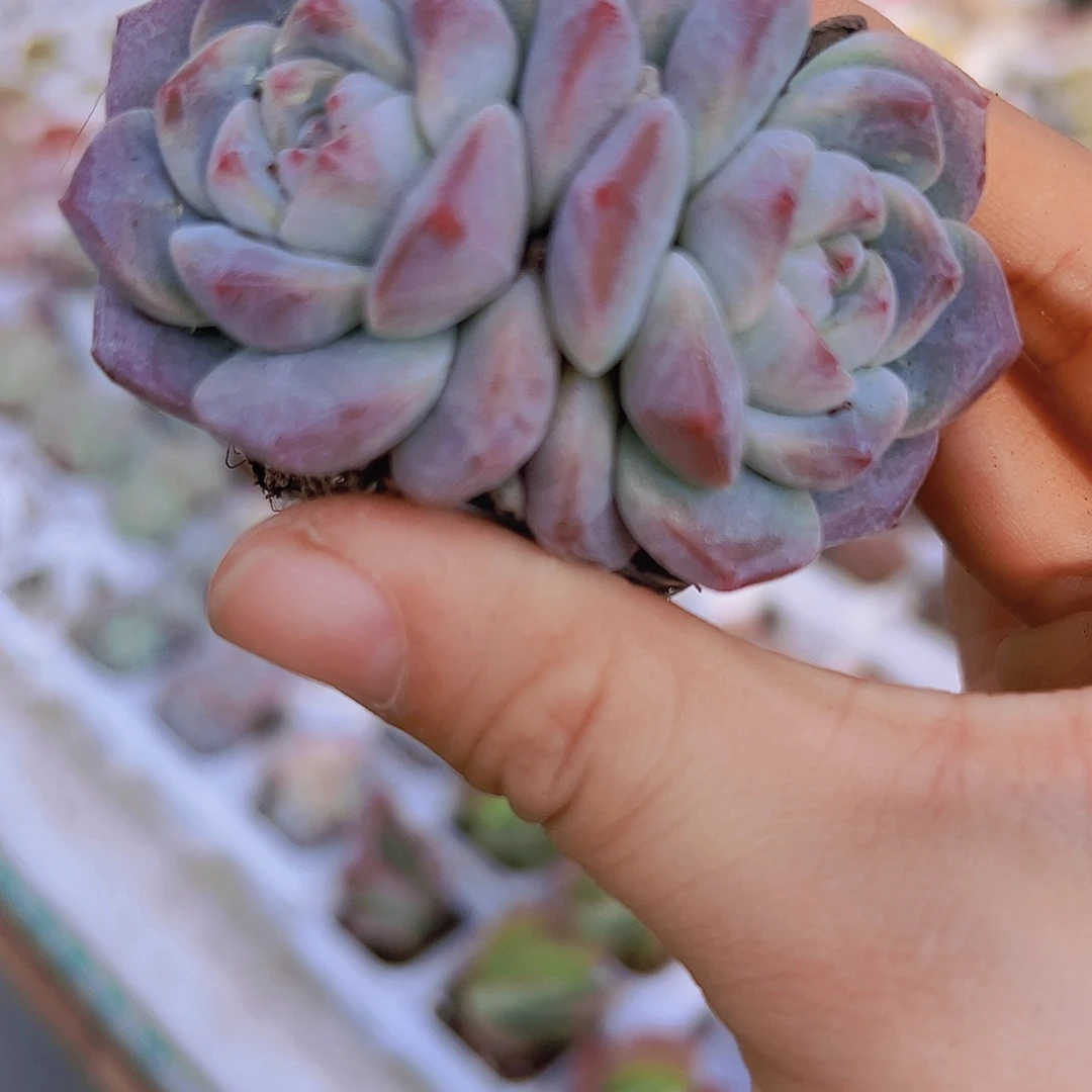 双头刚毅19包邮多肉