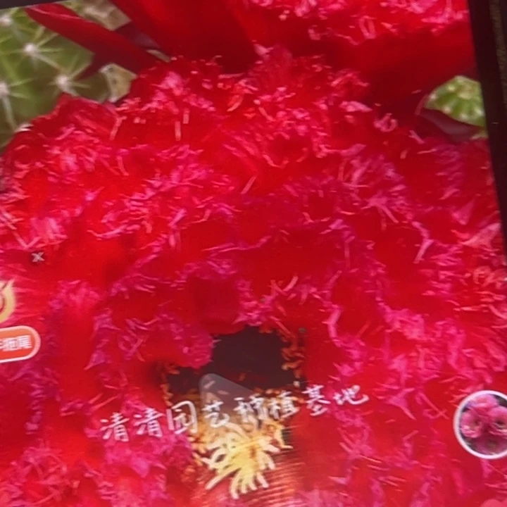 清清园艺根瑕疵黑点