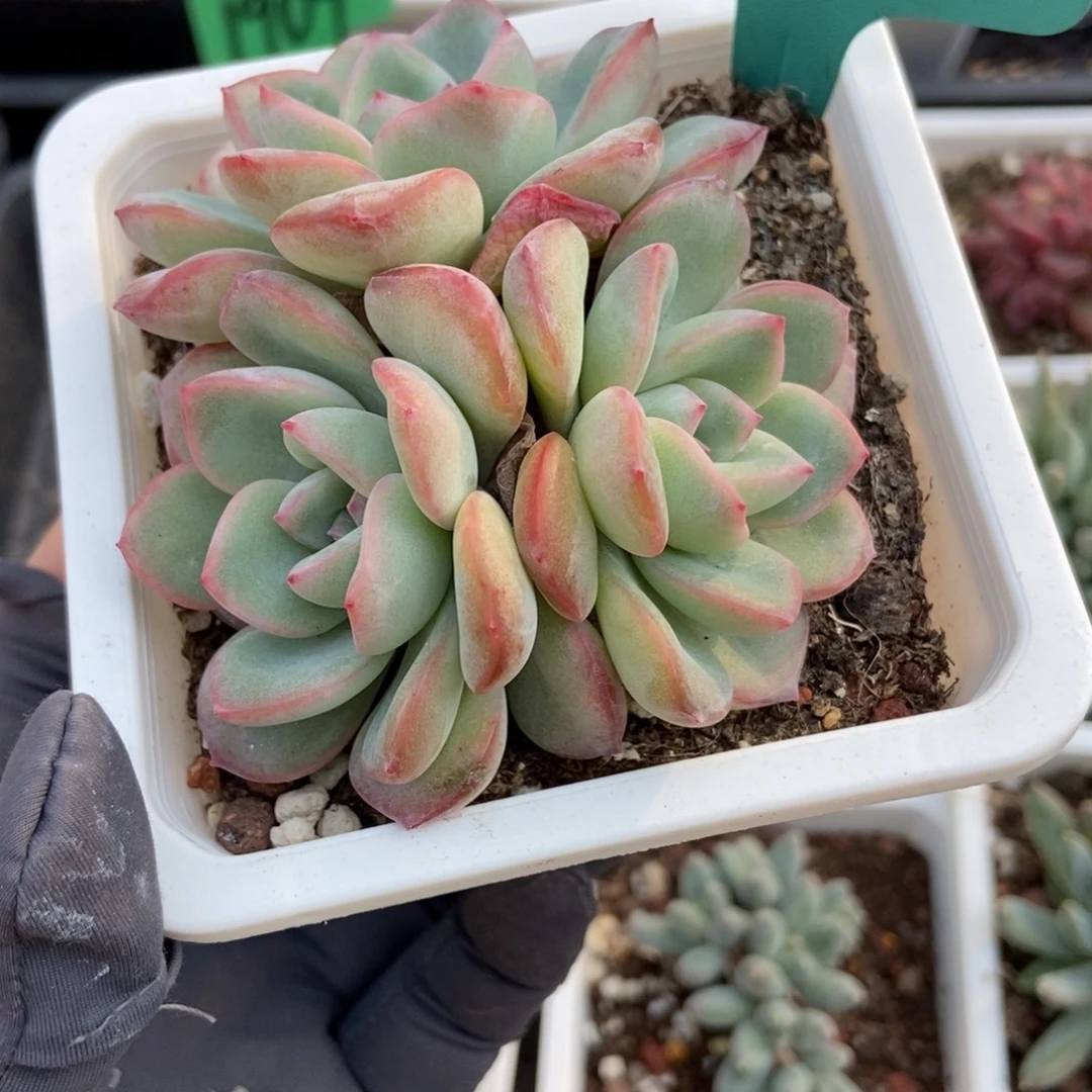 1562泡芙多肉植物